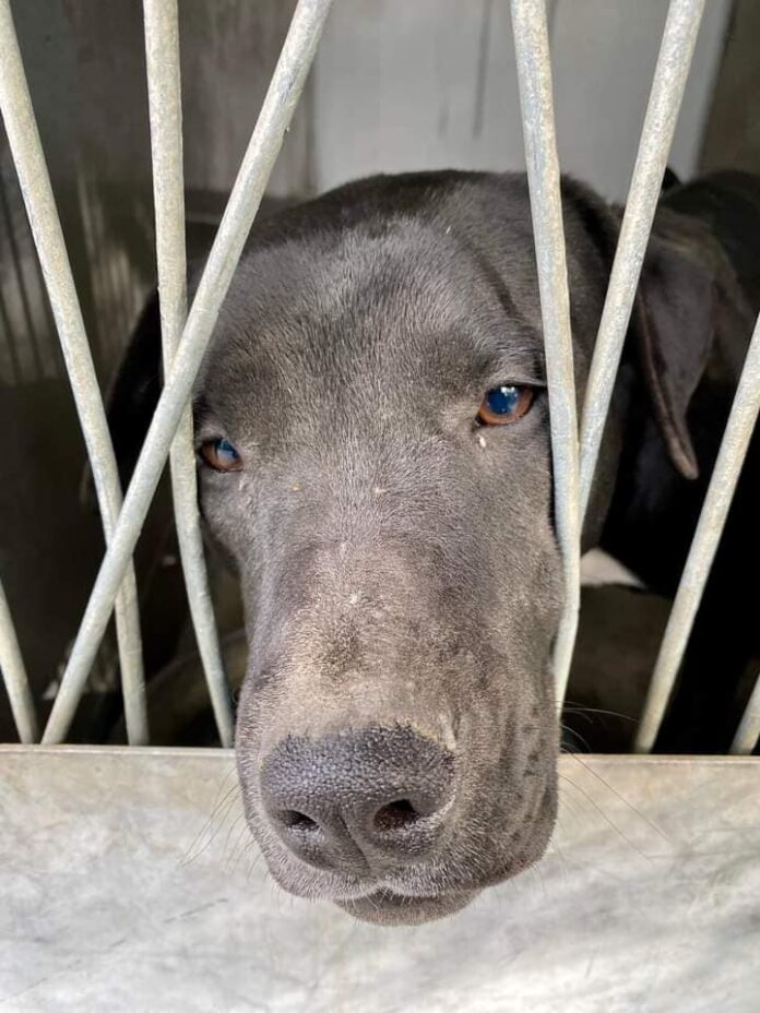 Labrador sisters abandoned in local park and one sister adopted while other is on euth’ list