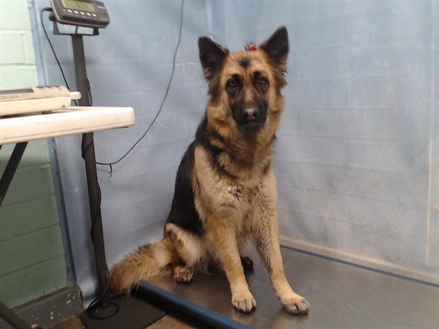 german-shepherd-a5536783-1