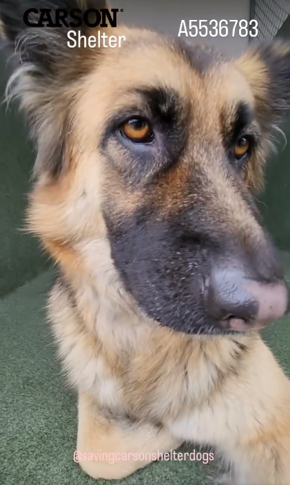 Beautiful young German shepherd at shelter filled with big dogs