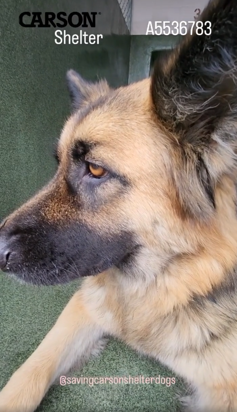 german-shepherd-a5536783