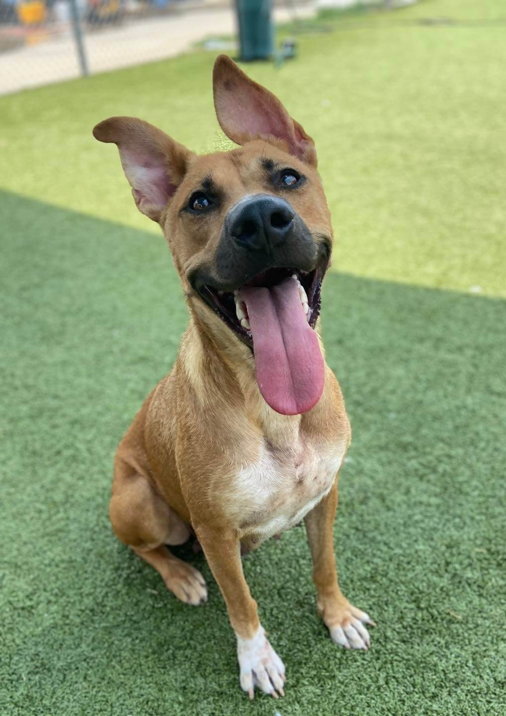 No one knew why Gertie wasn’t adopted but ‘some things are meant to be’