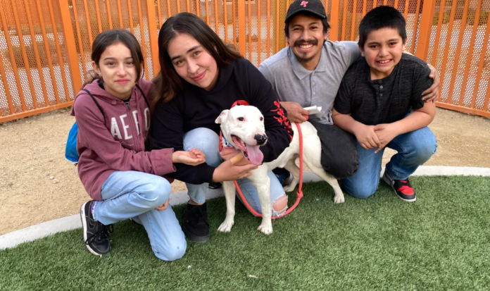 UPDATE: Elusive white dog who lived with coyotes reunited with his family