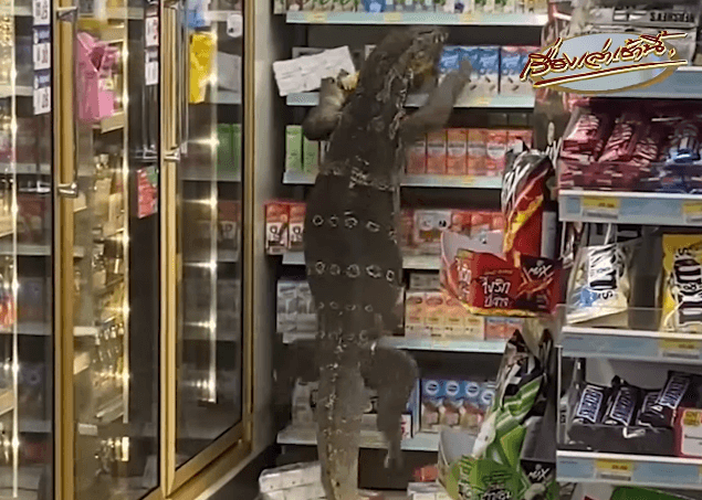 Giant lizard causes chaos at Thailand 7 Eleven store