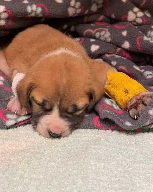 Heartbreaking update on puppy entangled in debris rescued under mobile home