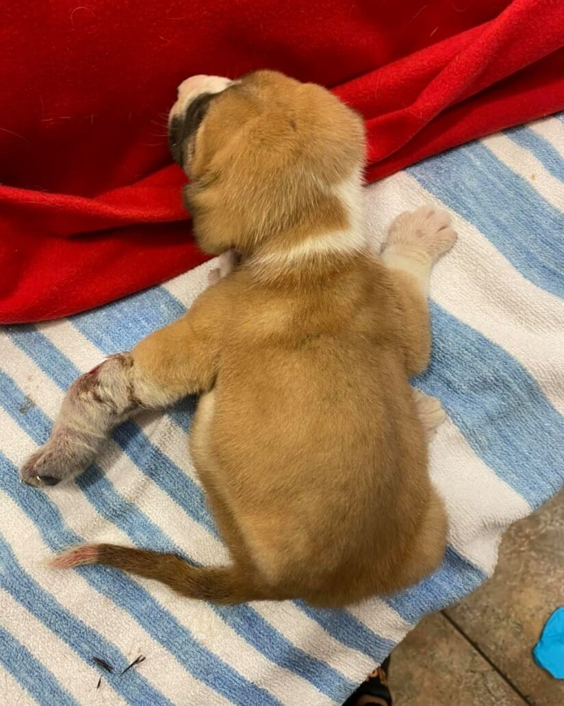 gideon-puppy1-824x1030-1