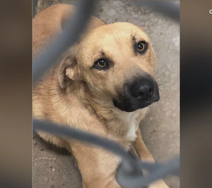 Shelter dog in Roswell tagged for rescue euthanized by mistake