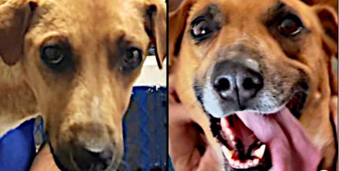 Dog who failed as guard dog eating her last meal before being euth’ed makes incredible transformation