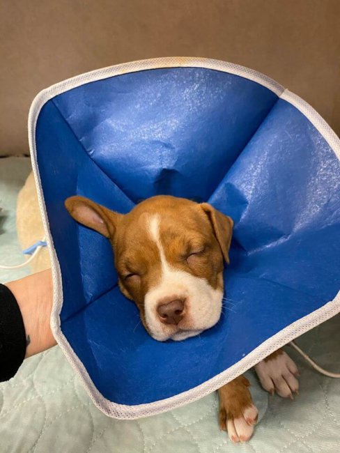 Owner wanted to euth’ puppy after accidentally poisoning her
