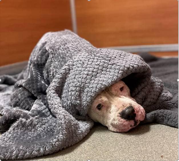 Urgent plea sent from Miami shelter to help five-year-old ‘Gipsy’