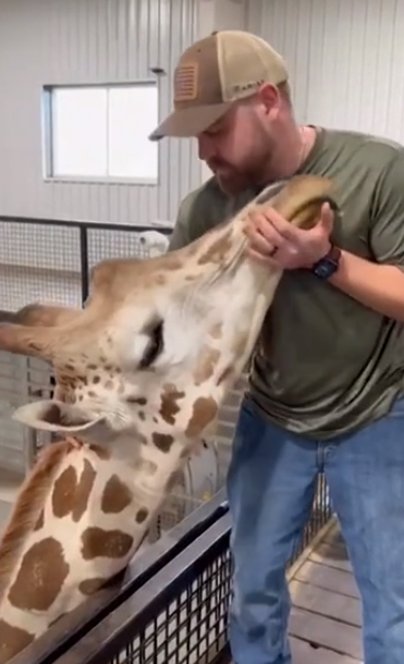 Giraffe swoons over Oklahoma chiropractor making adjustments to its jaw
