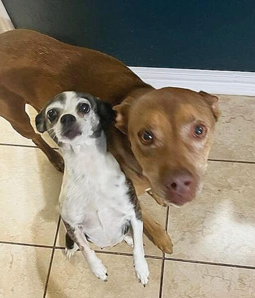 Owner about to surrender bonded senior dogs so he can travel