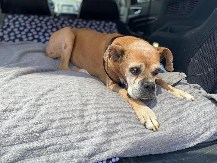 It will never be ok to abandon your 15 year old dying dog at a shelter