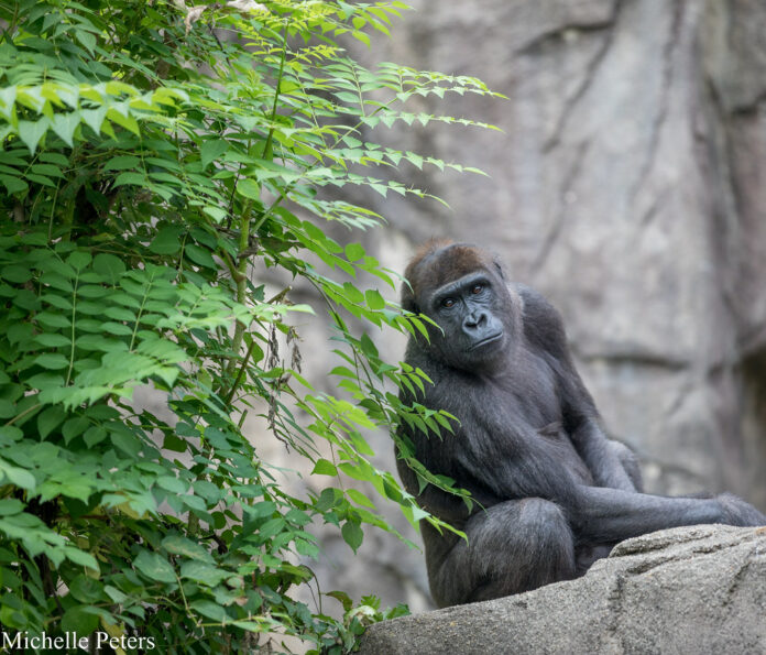 Zoo gorilla’s broken arm after scuffle on mend with 3D-printer