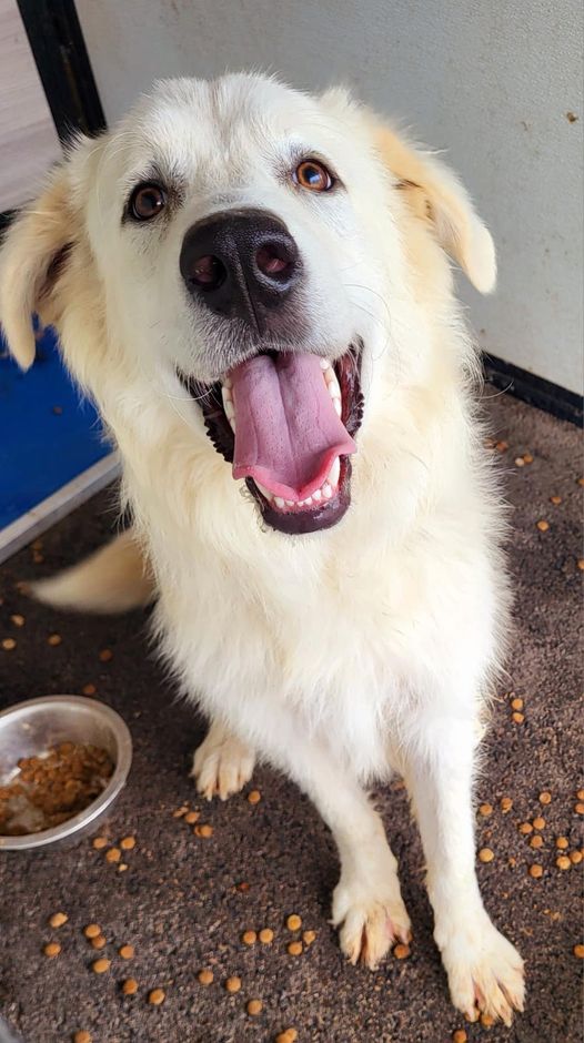 Great Pyrenees pup surrendered to shelter ‘bigger than they wanted’