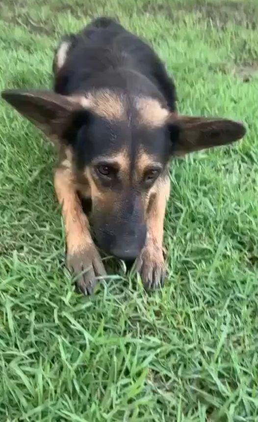 Beautiful shepherd may never get a chance to smell the grass again at crowded shelter