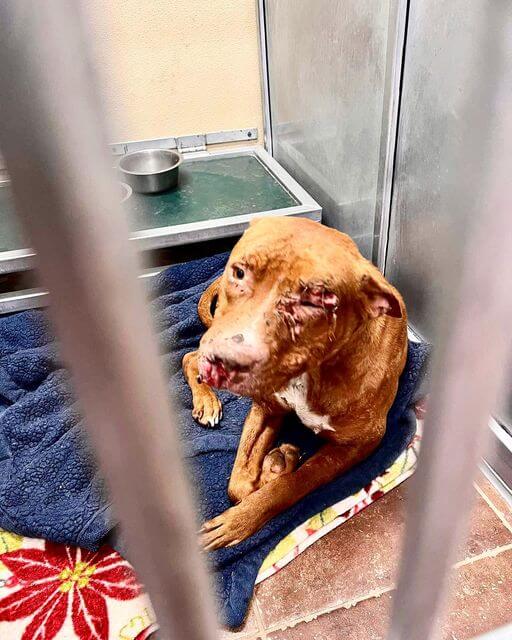 Heartbreaking victim of dogfighting found behind trash can trying his best to stay warm