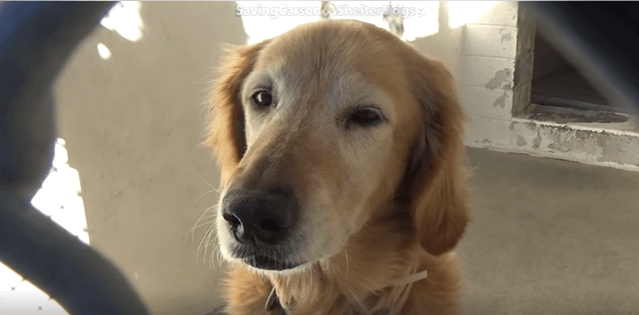 Golden retriever came in as a stray and no one wants her