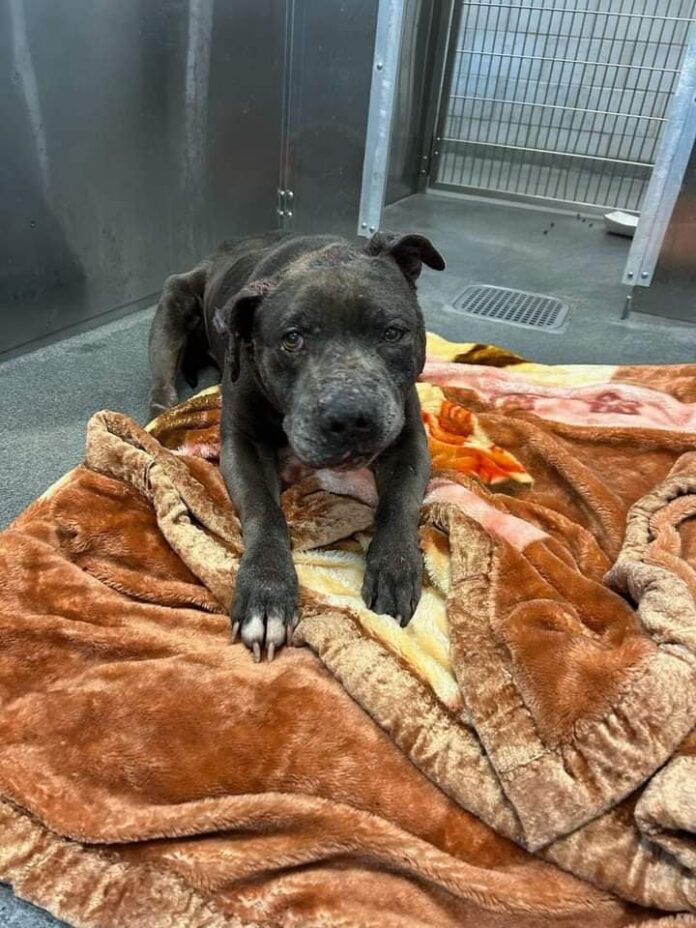 Life has been unkind to ‘Golden’ who did nothing wrong: Please take a chance on him