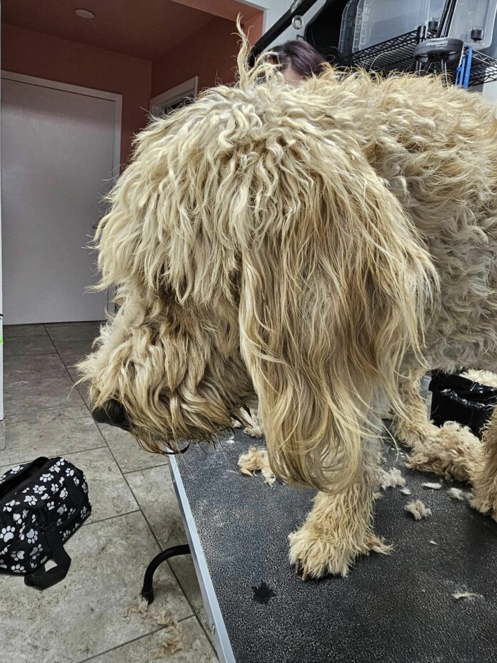Wisconsin shelter has 104 Goldendoodles ready for adoption