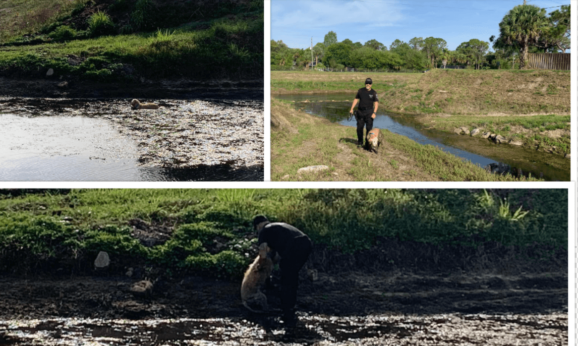 Police Officer rescues golden retriever hopelessly stuck in mud