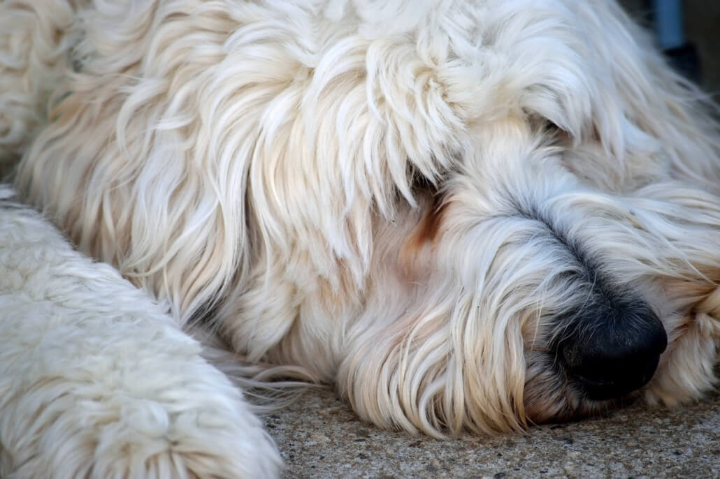 goldendoodle-pixabay-1030x686-1