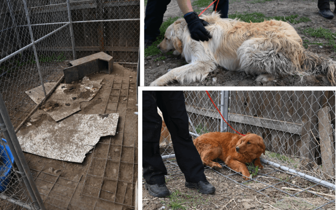 83 dogs rescued from deplorable conditions at ‘breeder’ properties