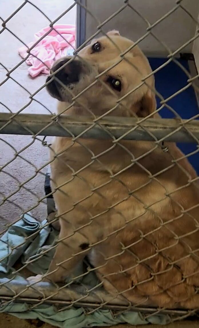 Senior Labrador retriever’s last day being spent on euth’ list when she should be enjoying the sunshine
