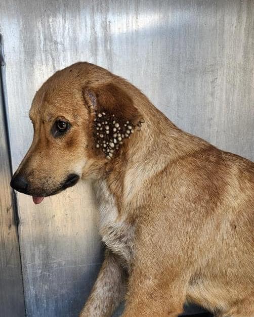 Frightened dog too scared to approach anyone hides in corner of San Antonio shelter