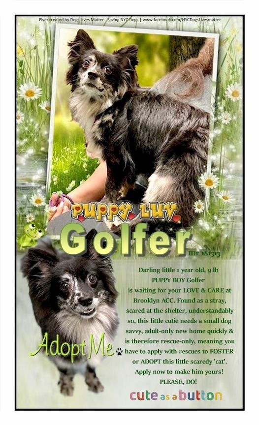 golfer-pup-3
