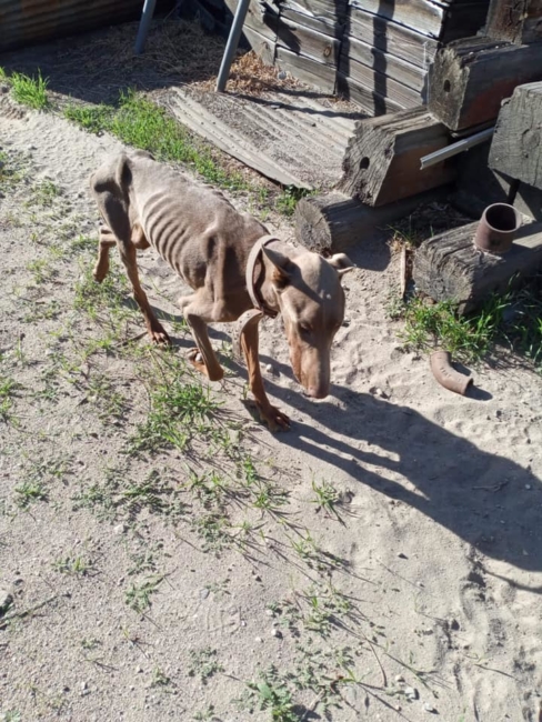Lucky skeletal stray rescued and heading for help just in time