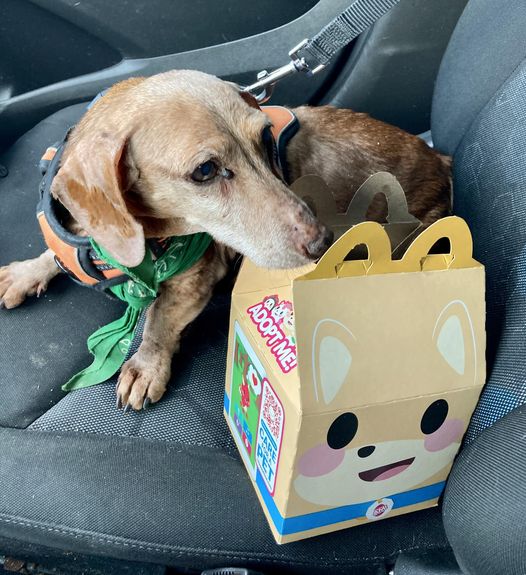 Goob’s McMiracle: Terminally ill dog enjoys special meal thanks to McDonald’s