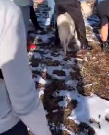 Good Samaritans gather around to warm up hero who jumped into freezing water to rescue a dog from drowning