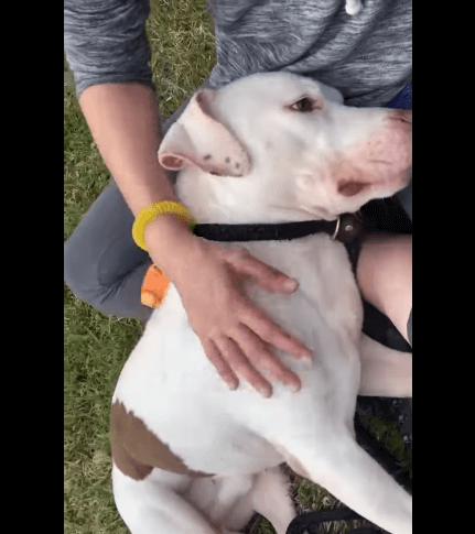 Heartbroken dog at Florida shelter only wanted to be cuddled