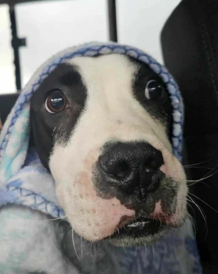 Poor Goose: Puppy dragged along pavement doesn’t like to be alone