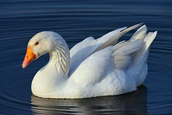 Goose pixabay 1