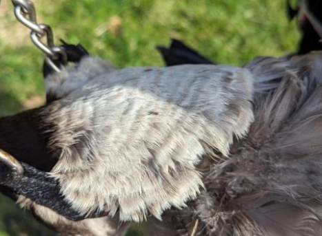 Canadian goose rescued from canal with dog chain around its neck