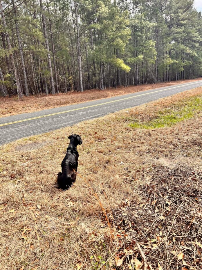 Sweet abandoned Lab sat on side of road as she waited for her family to return and brought us to tears