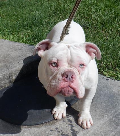 Poor pup returned twice and last adopter brought him back with bite wounds