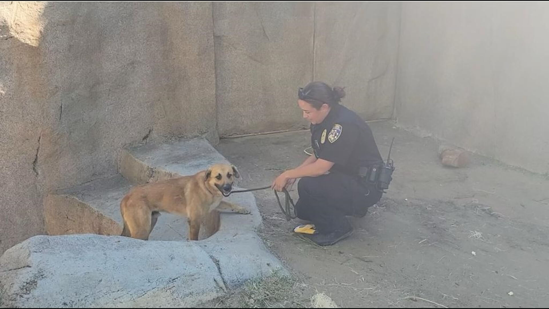 Pooch that wandered into gorilla habitat at San Diego Zoo reunited with his owner
