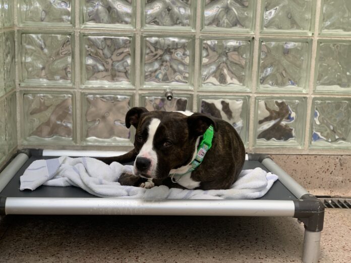 Today marks 717 days Gotti has been hoping for a home