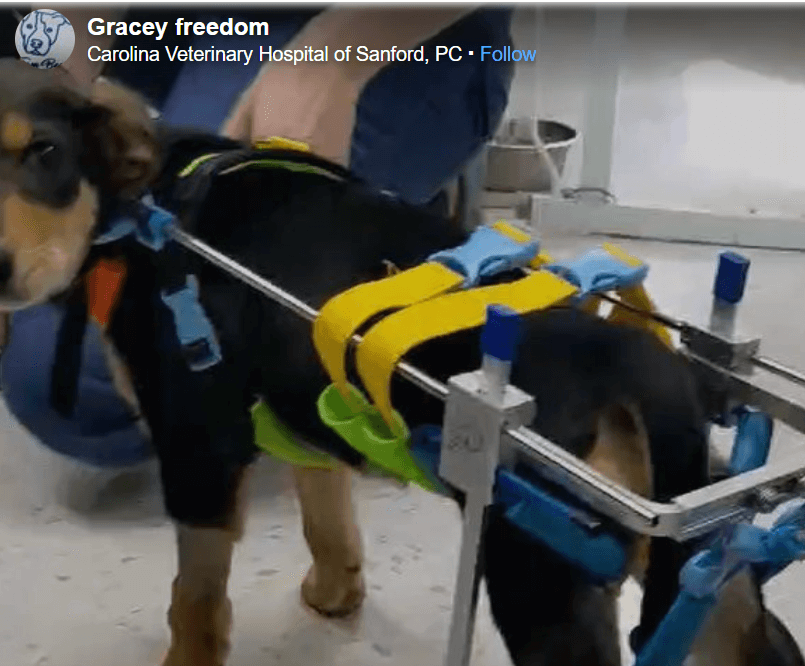 gracey-freedom
