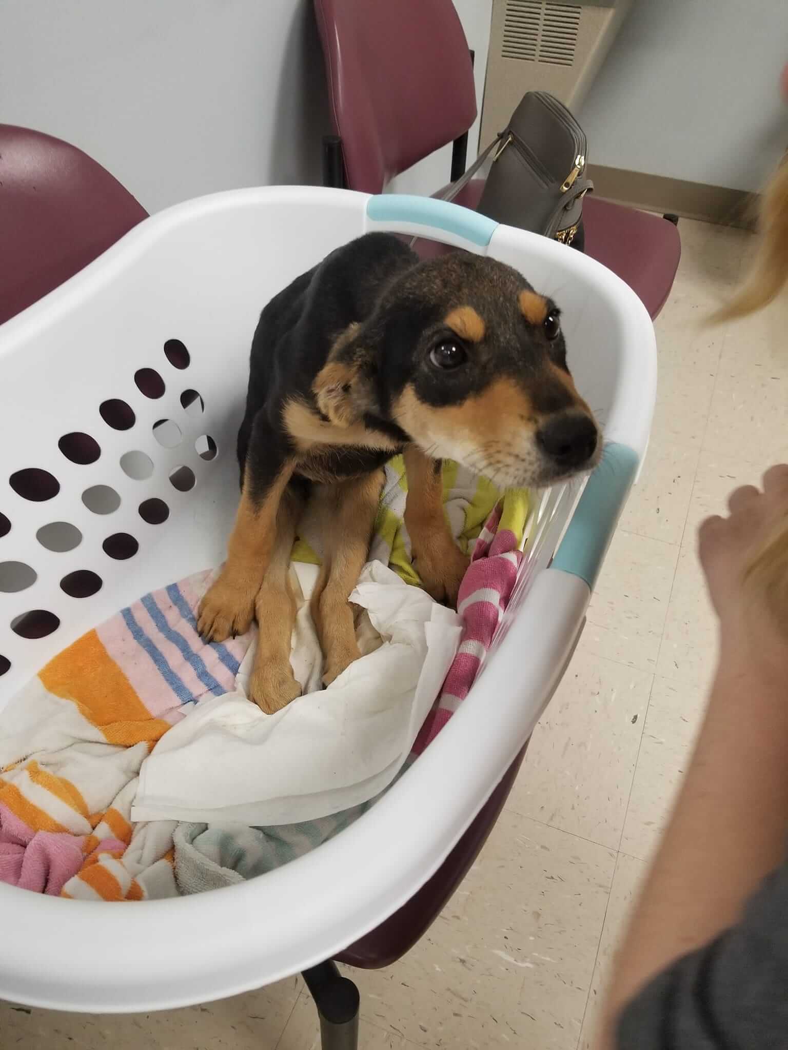 Three-month-old puppy shot in her back discovered by homeowner hiding in flower bed