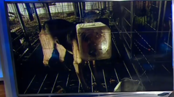 Determined dog makes miraculous recovery after 2 weeks with biscotti tub stuck on head