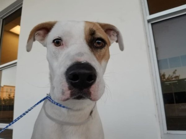 Owner wanted puppy euth’ed after she bit his finger in provoked act