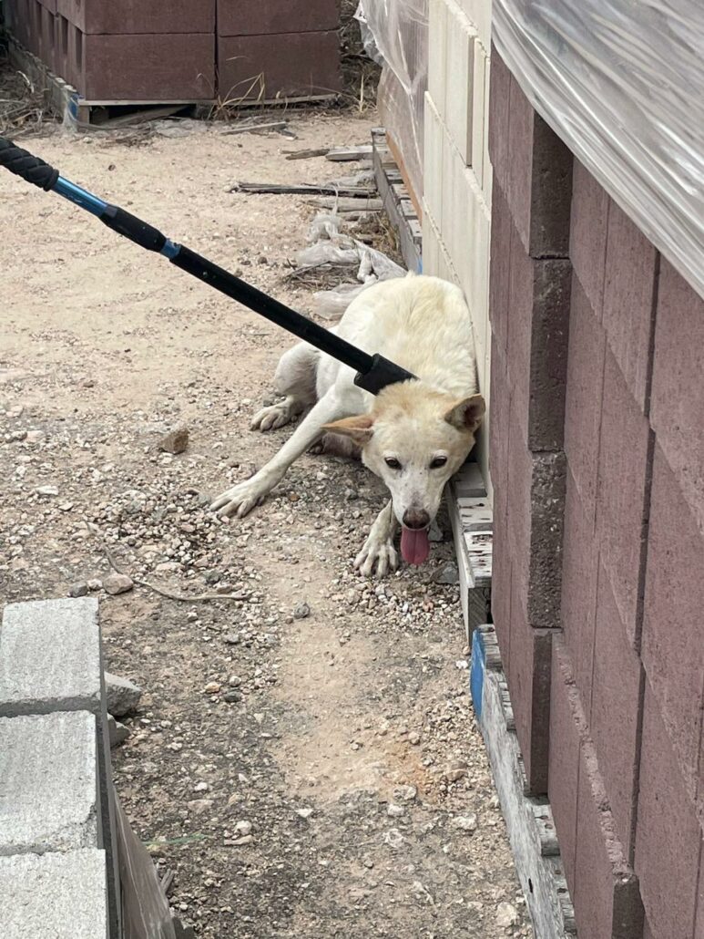 gracie-texas-2-773x1030-1