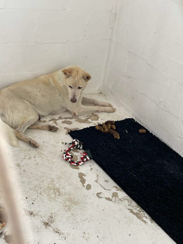 gracie-texas-3-773x1030-1