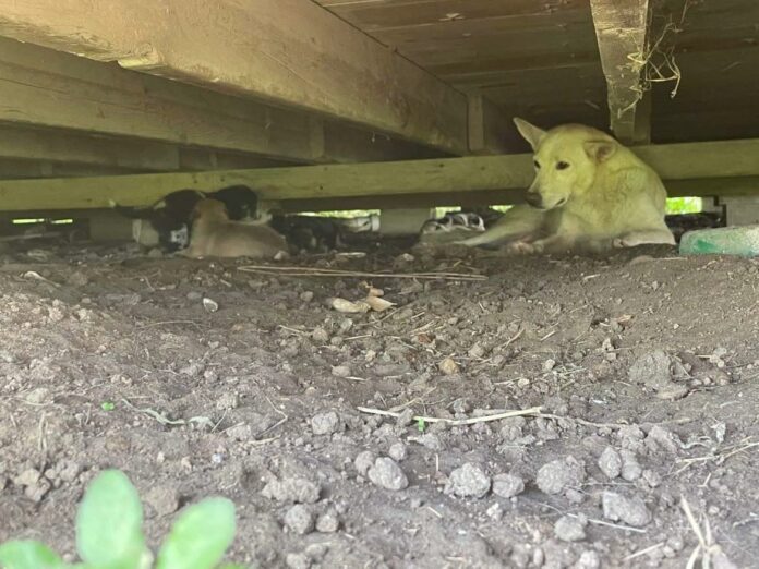 Heartwarming rescue of stray street dog caring for multiple litters of puppies