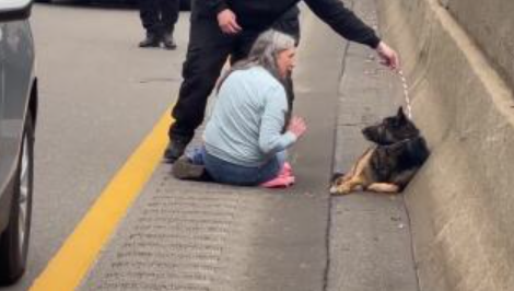 Good Samaritan rescues injured German shepherd running scared on busy I-94
