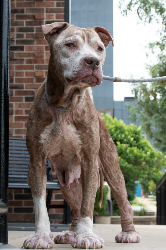 Advanced neglect and no one cared until St. Louis animal rescue promised ‘Grape Jelly’ a new life