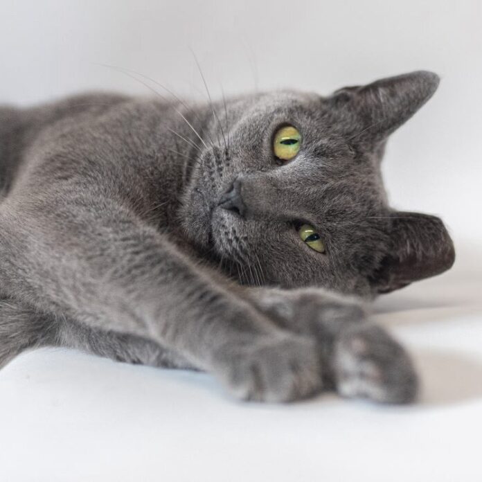 Long time kitty at Maryland rescue tops 2805 days without single adoption application